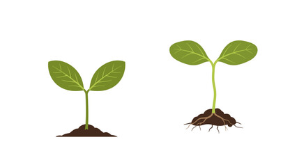 Stylized botanical illustration showcasing two potted plants, one round-leafed, one spiky, set against a black background, highlighting plant diversity for educational design purposes.