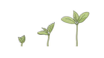 Sapling Growth Progression, Three Seedlings, Emerging Plant Leaves, Botanical Life Cycle, Isolated Black Background, Early Vegetation Development © Lua