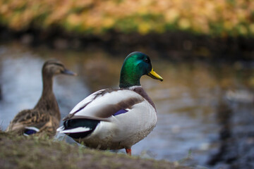 Obraz premium ducks and drakes on a pond in a city park, with fallen yellowed leaves on the ground. city birds. special attention.