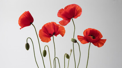 A high-key photograph of four vibrant red poppies against a pure white background.