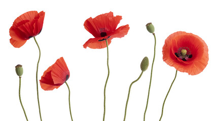 A high-key photograph of four vibrant red poppies against a pure white background.