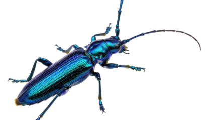 Metallic blue longhorn beetle PNG isolated on transparent background, vibrant insect with iridescent exoskeleton and segmented antennae