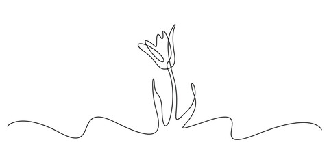 Minimalist continuous line art drawing of a tulip flower. Black thin line art vector illustration