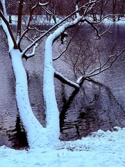 pond in the winter park