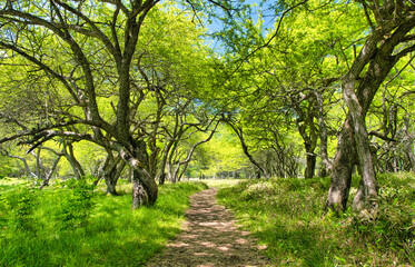 Fototapeta premium 栃木県日光市 奥日光の森林風景