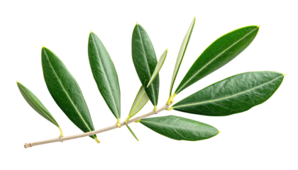 A sprig of green leaves gracefully arranged on a slender stem. The foliage is vibrant against a black background