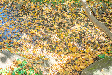 地面に散ったイチョウの葉