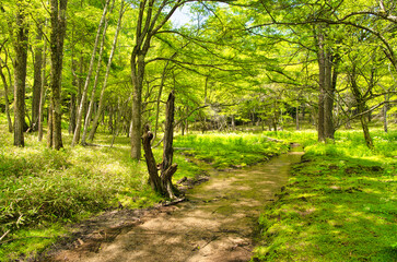 栃木県日光市　奥日光の森林風景