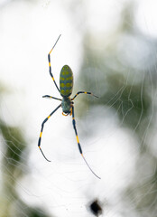 A golden silk orb weaver spider that's missing three legs and sitting on its web in midair