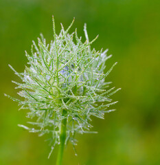 An unopened love-in-a-mist flower bud with its bracts covered in dew drops on an early morning 