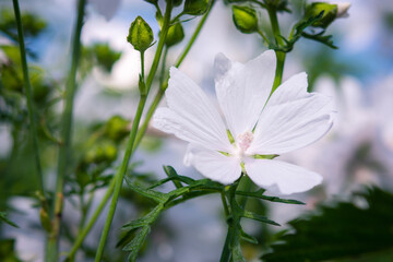 Close up of white musk mallow flower Malva moschata f alba in bright summer sunlight. Delicate petals and natural garden background, ideal for botanical and nature themes