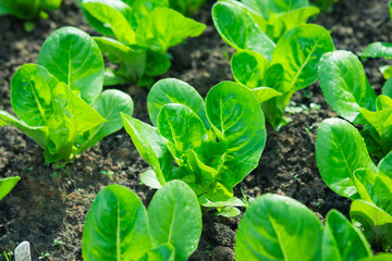 Little Gem romaine lettuce growing in garden beds. Fresh green leaves in natural daylight, home vegetable garden cultivation, healthy organic produce and sustainable gardening concept.