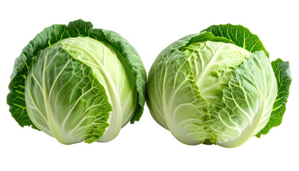 Fototapeta premium Two fresh, vibrant heads of cabbage, isolated against a stark black background. Detailed close-up shows textured leaves