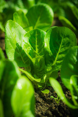 Close up of a single Little Gem romaine lettuce growing in a garden bed. Crisp green leaves in natural daylight, homegrown organic produce and healthy food concept with soft background.