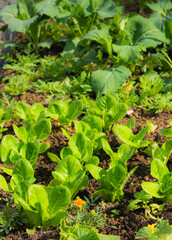 Romaine lettuce growing in a small garden bed with rocket leaves. Fresh green vegetables in natural daylight, home gardening