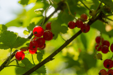 Close up of red currants hanging on a bush, backlit by warm sun rays. Ripe summer berries with glowing translucent skin and natural garden background for harvest and food themes.