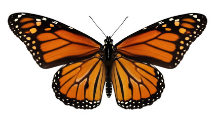 Monarch butterfly PNG isolated on transparent background, orange and black wings with white spots for design and educational use