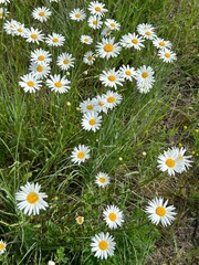 Wild White Daisies Blooming in Green Meadow.
White wild daisies with yellow centers growing in green grass meadow during spring or summer.
