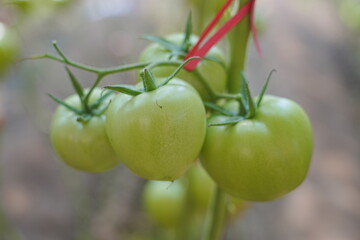 Tomatoes, fruits, and tomatoes grow in a greenhouse