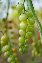 Tomatoes, fruits, and tomatoes grow in a greenhouse