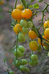 Tomatoes, fruits, and tomatoes grow in a greenhouse