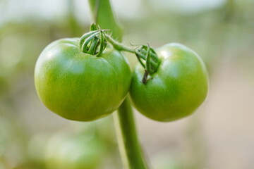 Tomatoes, fruits, and tomatoes grow in a greenhouse