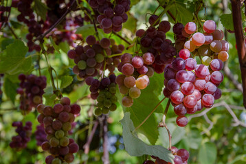 Sunlit bunches of grapes in a garden.