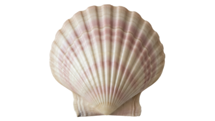 Elegant pink and white scallop shell isolated PNG, beautiful seashell on transparent background for summer designs and nautical themed projects