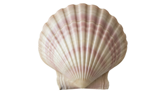 Elegant pink and white scallop shell isolated PNG, beautiful seashell on transparent background for summer designs and nautical themed projects