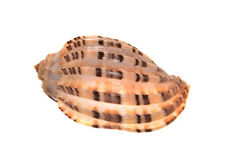 seashell isolated on white background