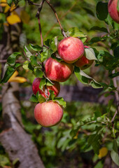 Sunlit apples on a branch growing in an orchard.