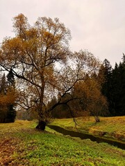 moody melancholic late autumn park, quiet nature before the snow