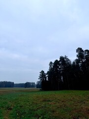 moody melancholic late autumn park, quiet nature before the snow