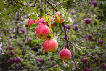 Champion apples on a tree growing in an orchard.