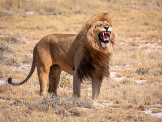 Roaring lion in the savannah of Etosha National Park.