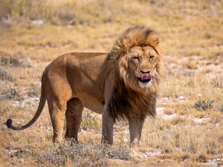 That was delicious. Magnificent lion sticks out its tongue. Taken in Etosha National Park.
