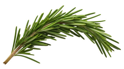 Fresh rosemary sprig PNG isolated on transparent background, aromatic herb for cooking and seasoning, culinary ingredient © Giulia