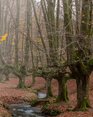 Enchanted beech forest with mossy tree trunks and a small stream in autumn.