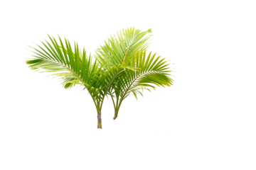 [Transparent Background PNG]Two Fresh Green Palm Trees with Leaves
