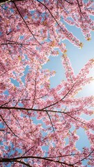 Vibrant pink cherry blossoms burst under a clear blue sky, illuminated by warm sunlight