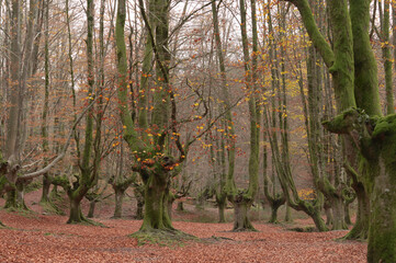 Ancient pollarded beech forest with green mossy trunks and red fallen leaves in autumn