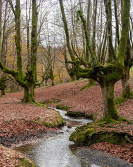 Vertical view of a small stream winding through mossy beech trees in autumn.