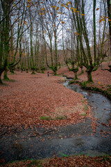 Forest floor covered in red autumn leaves with a stream and ancient trees.