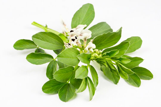 Vicia faba flower on the white background
