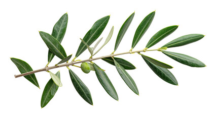 Close-up of a sprig with dark green leaves and a developing olive fruit against a stark black background