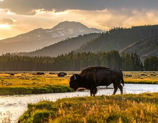Bison stands near a river in a sunlit meadow, mountains and forest in the background. A golden sunset bathes the scene
