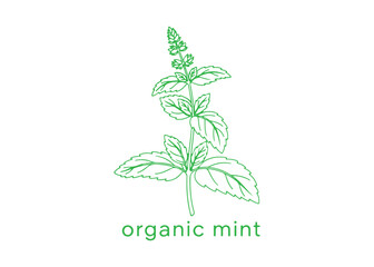 Obraz premium Vector illustration of mint and spearmint. Background designed for labeling purposes. This is a continuous line art drawing featuring the text 'organic mint', exemplifying Continuous Line Art.
