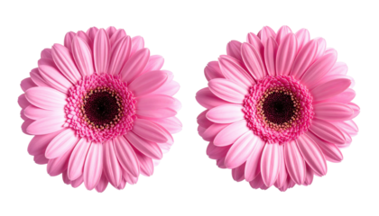 Two pink flowers, gerbera daisies, isolated against a black background, showcasing intricate petal details and a dark center