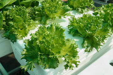 Growing salad vegetables hydroponically in a foam box