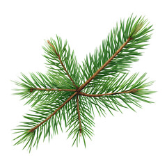 Naklejka premium Pine tree branch isolated on transparent background